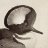 HoodedMerganser