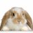 GoldenBunnies