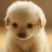 Dogz