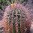 prickly