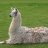 HR:Llama