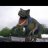 trex1515