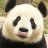 LilacPanda340