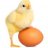 Eggy_Chickens