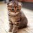 xXCuteKittyXx