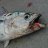 Fishy_Dish