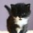iMeowmix