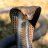 SnappingCobra
