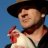 chicken_shepherd