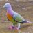 WackyPigeon