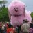 pinkd0g145