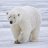 xPolarBearr
