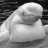 MrBelugaWhale
