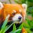 Red_Panda3205