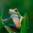 FIREFROG10